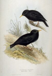 Spotless Starling