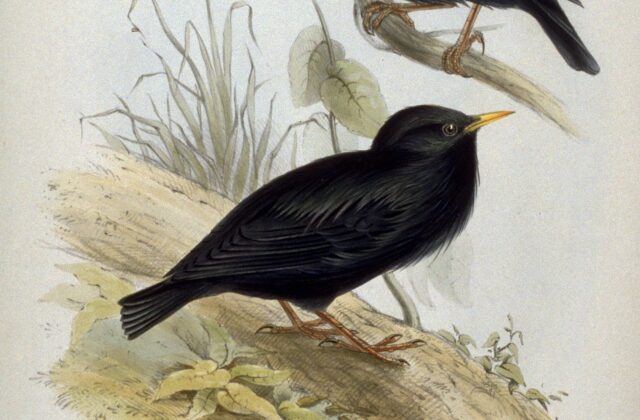 Spotless Starling