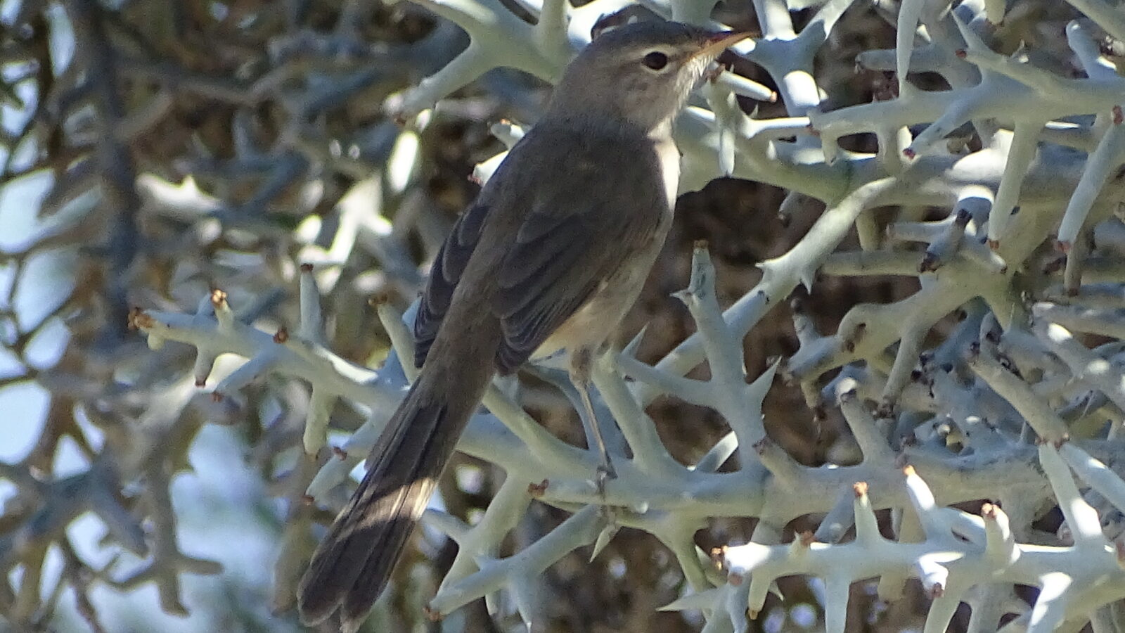Grey Emutail