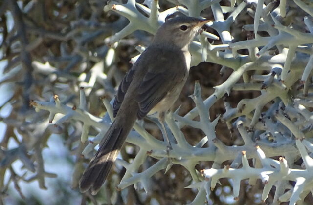 Grey Emutail