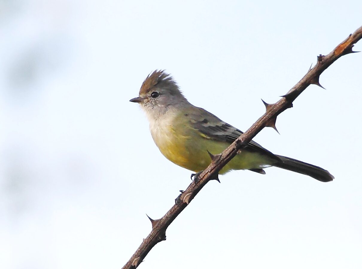 Southern Scrub Flycatcher
