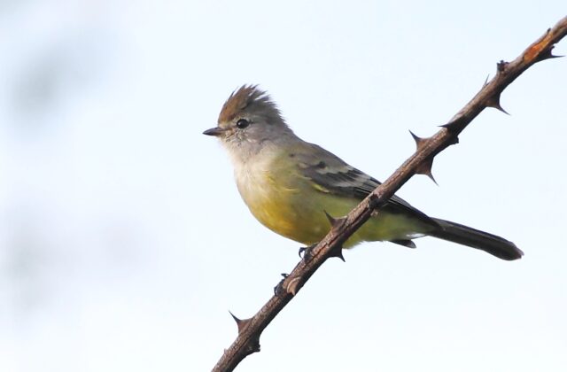 Southern Scrub Flycatcher