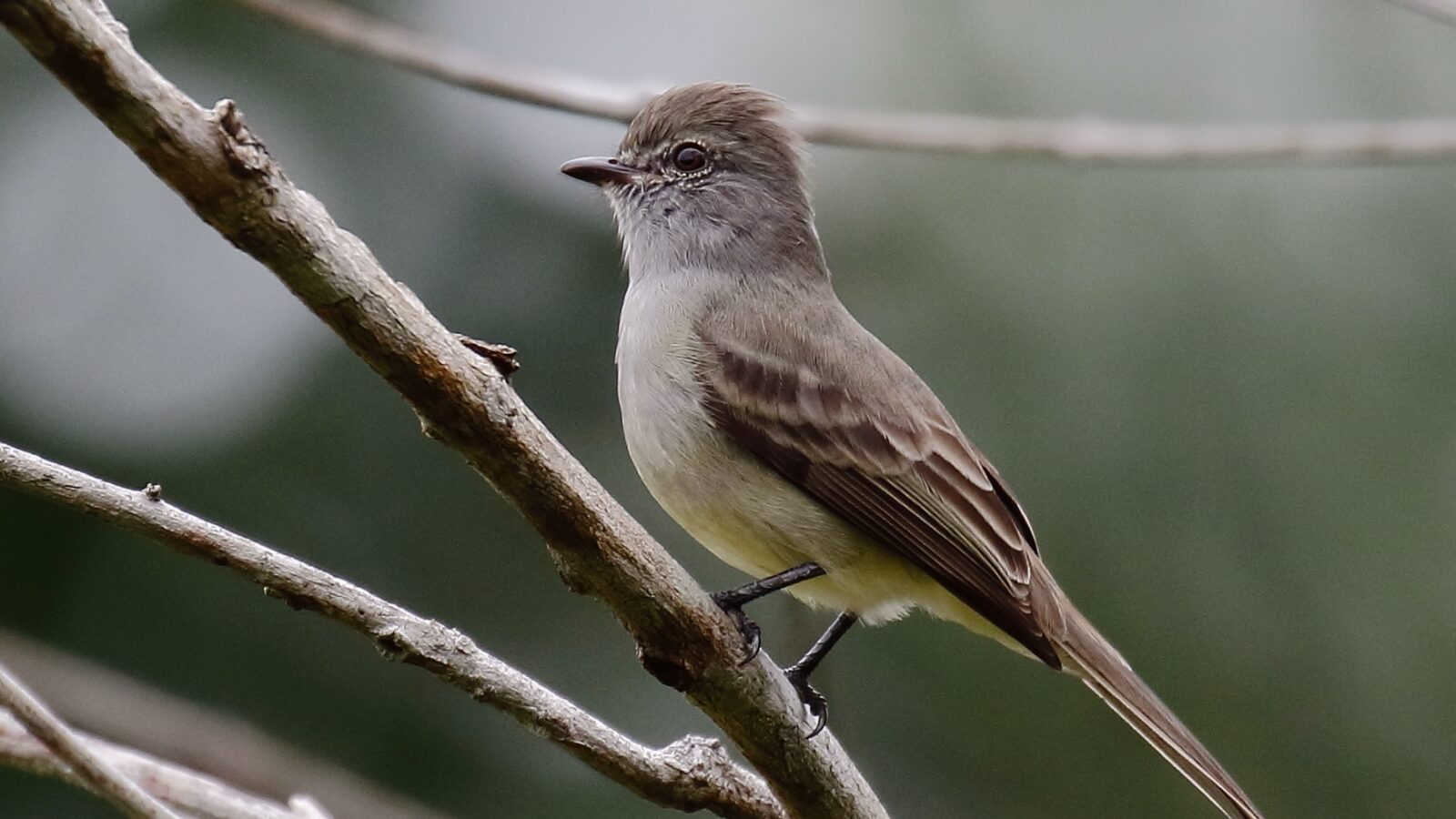 Amazonian Scrub Flycatcher