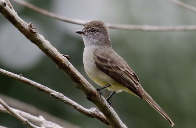 Amazonian Scrub Flycatcher