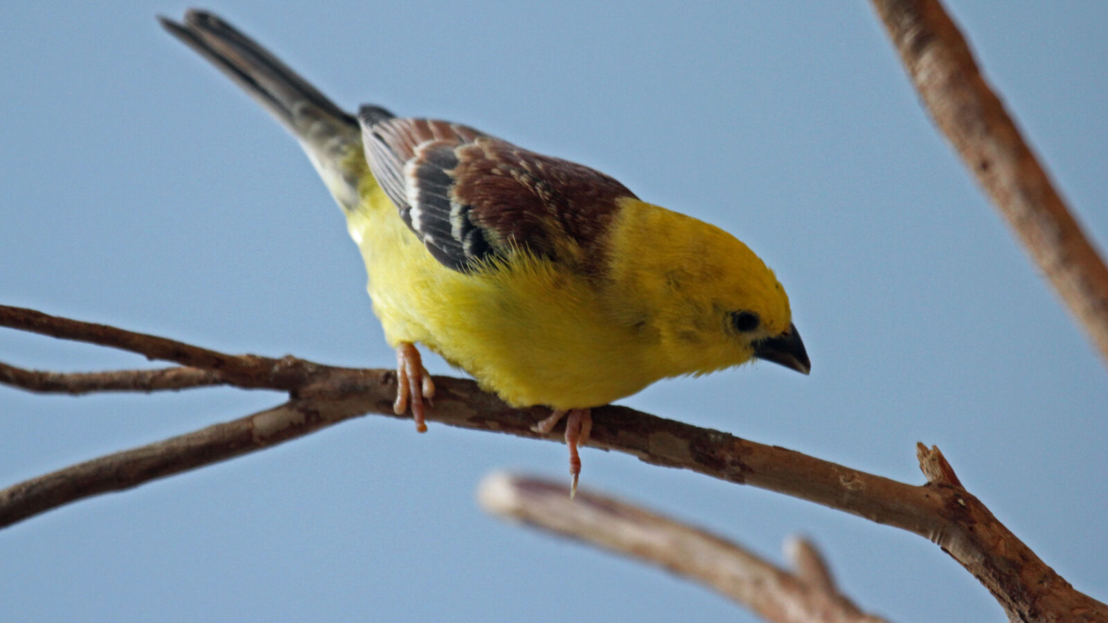 Sudan Golden Sparrow