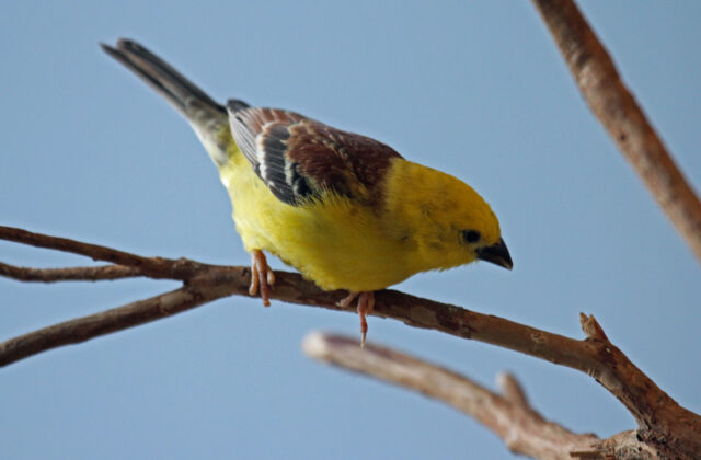 Sudan Golden Sparrow