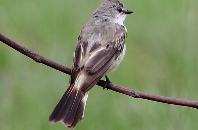 Chapada Flycatcher