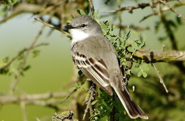 Suiriri Flycatcher