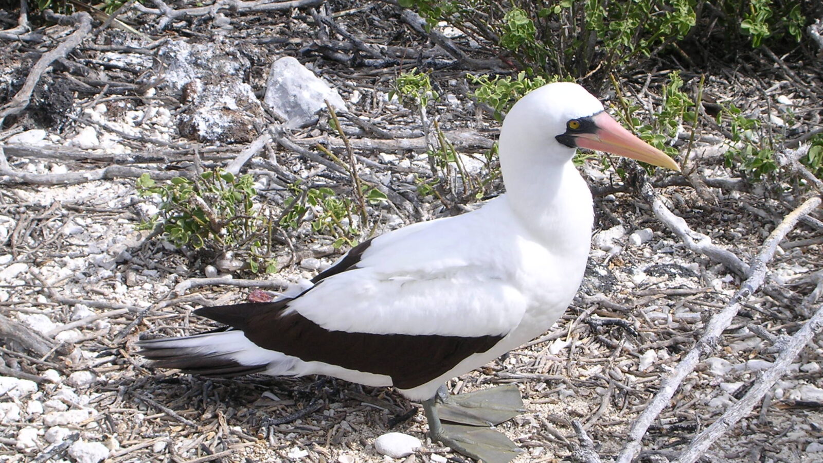 Nazca Booby