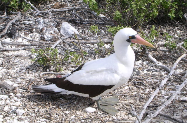 Nazca Booby