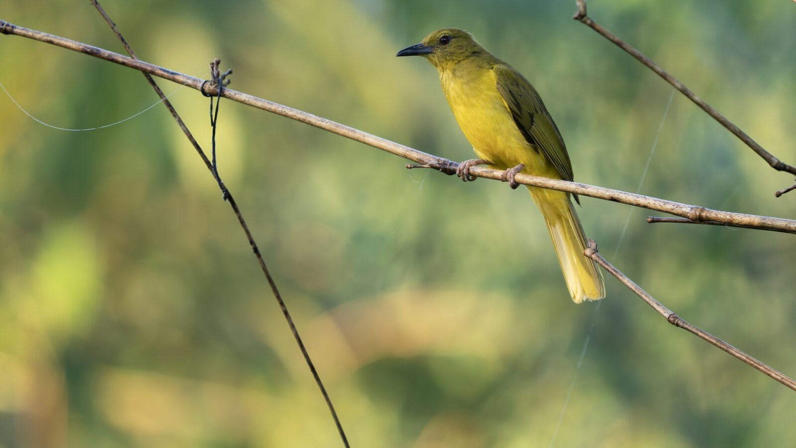 Sula Golden Bulbul
