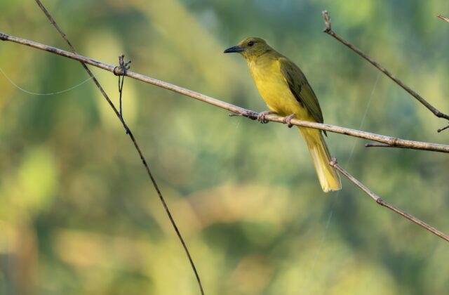 Sula Golden Bulbul