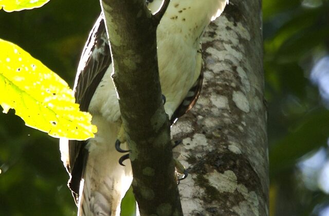 Sulawesi Hawk-Eagle