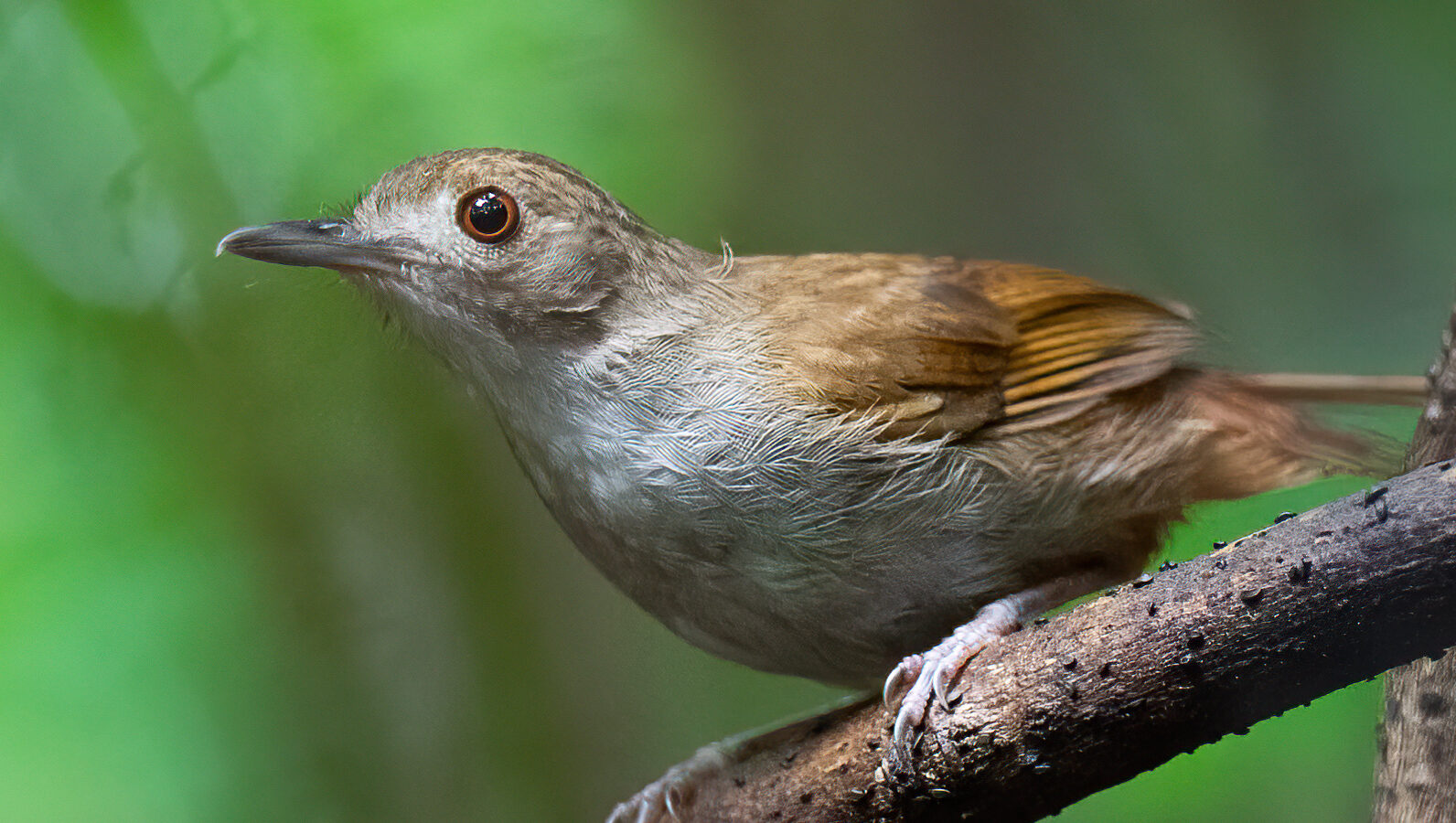 Sulawesi Babbler
