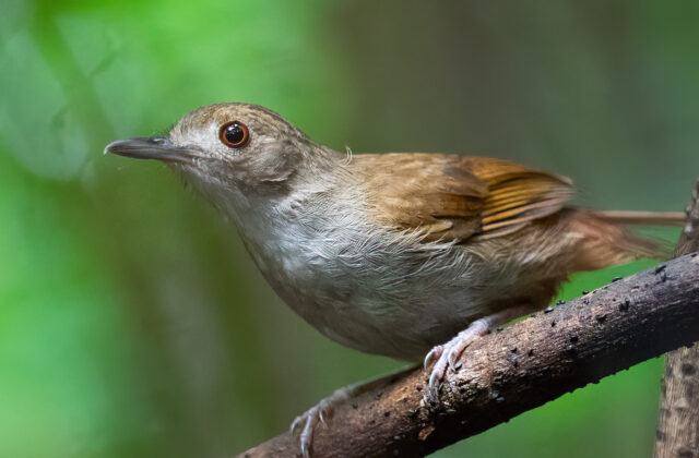 Sulawesi Babbler