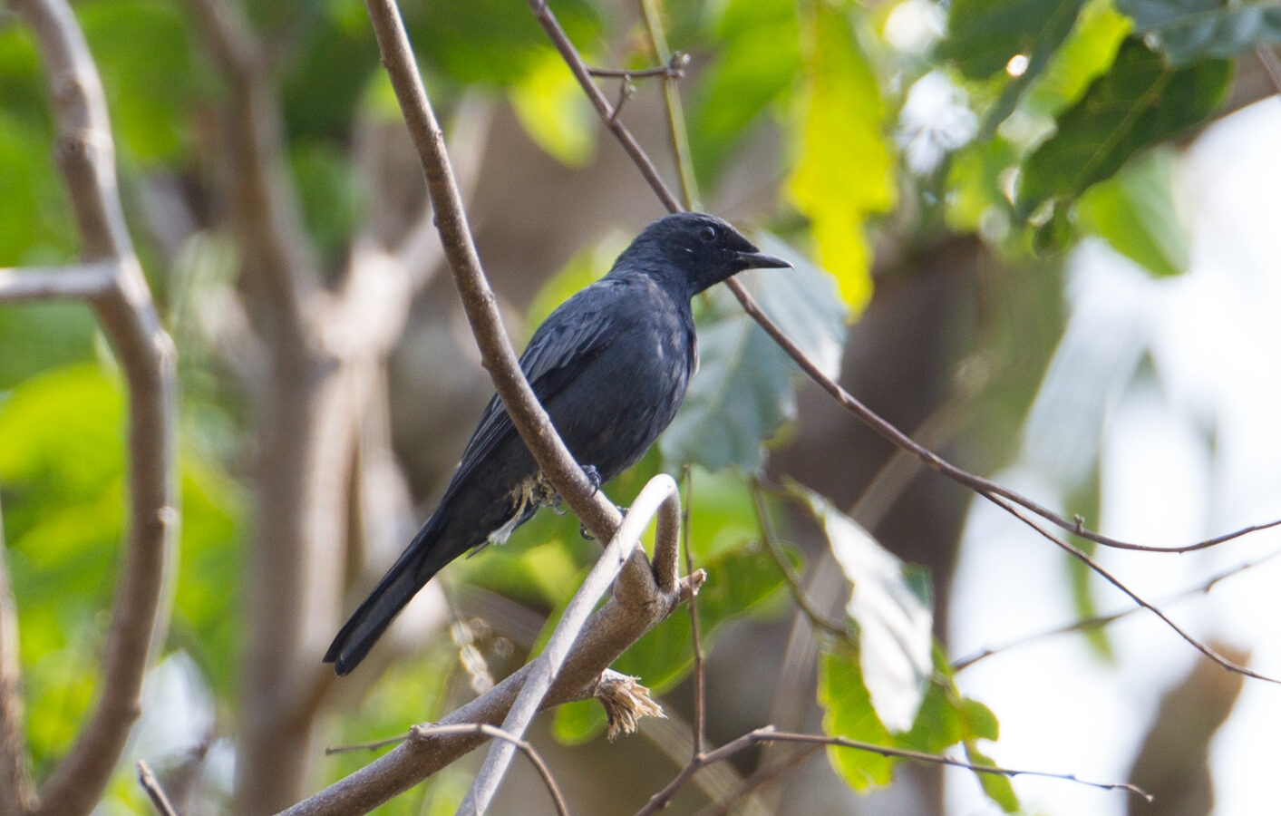 Sulawesi Cicadabird