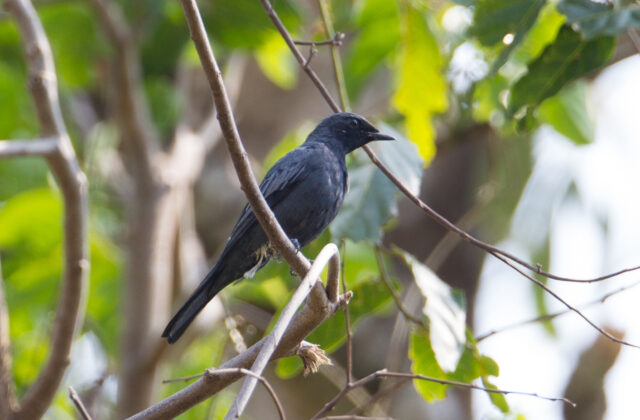 Sulawesi Cicadabird