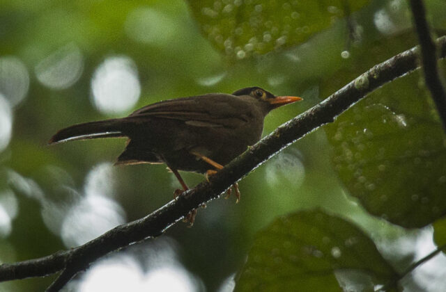 Sulawesi Thrush