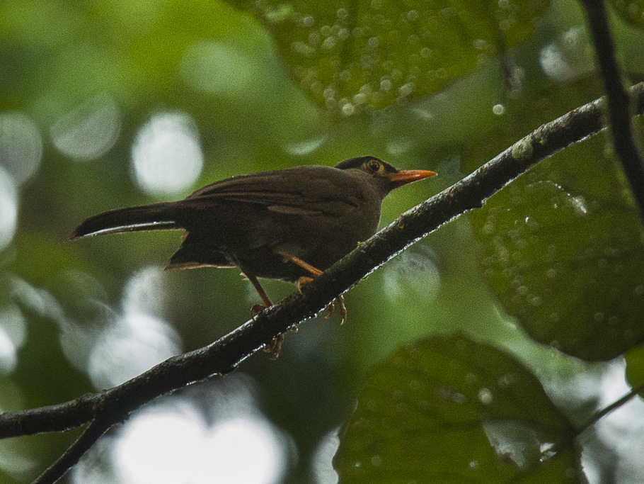 Sulawesi Thrush