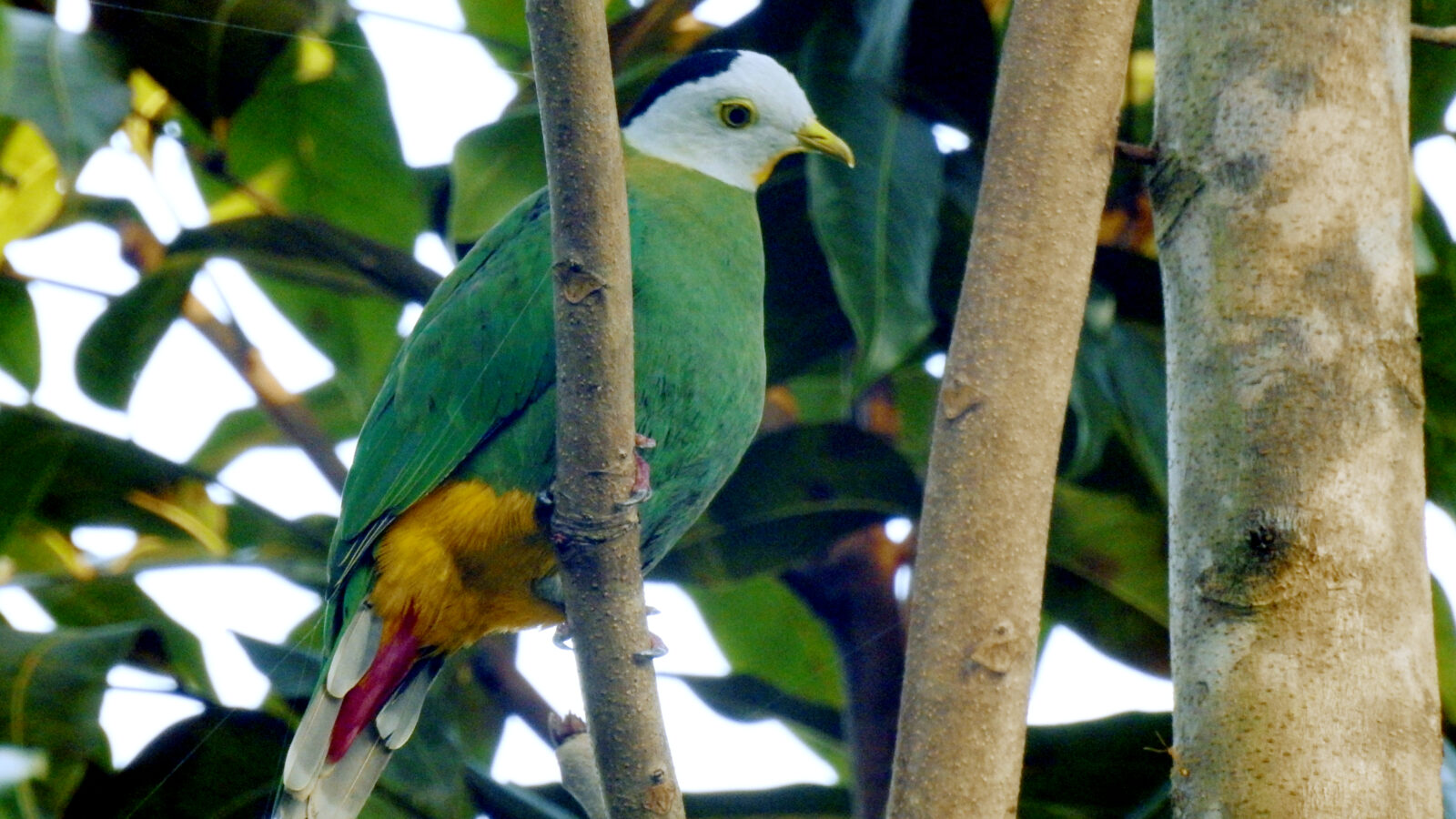 Black-naped Fruit Dove