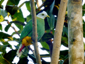 Black-naped Fruit Dove