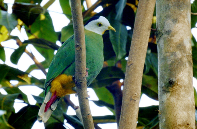 Black-naped Fruit Dove