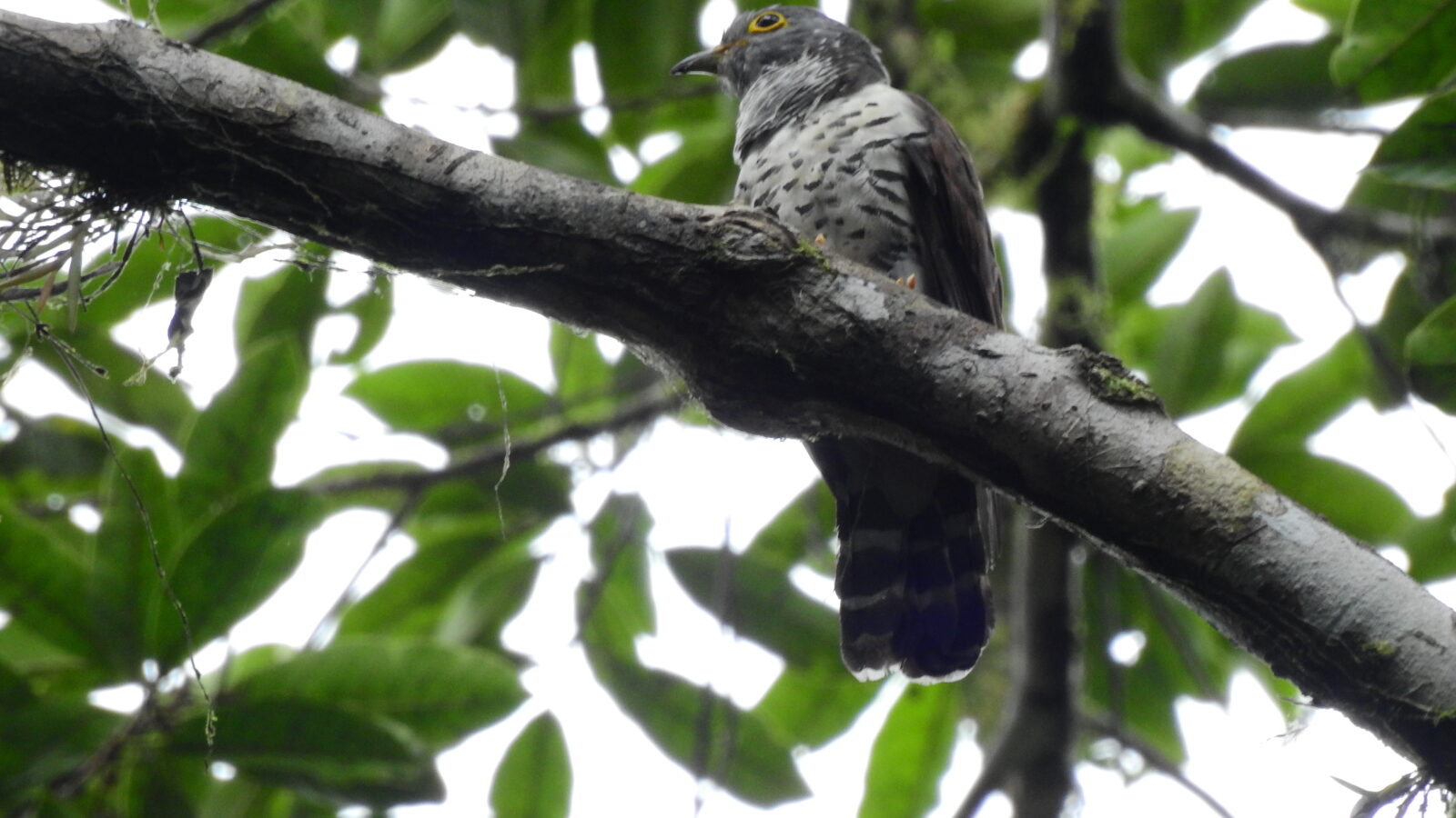 Sulawesi Cuckoo
