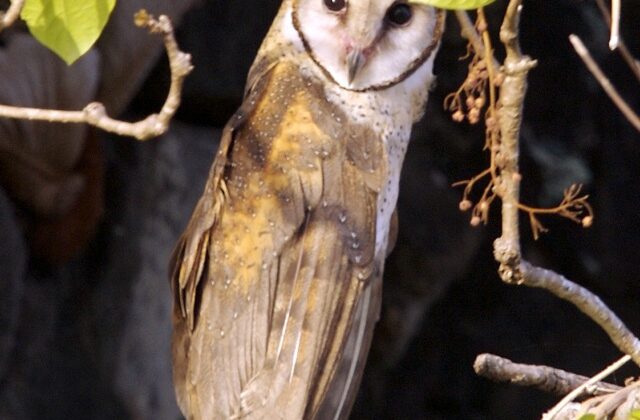 Sulawesi Masked Owl