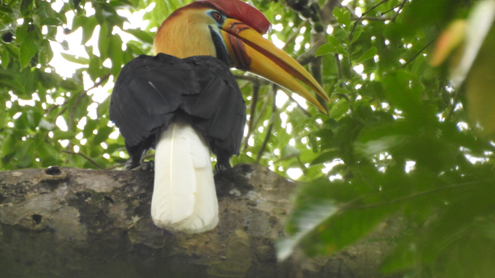Knobbed Hornbill