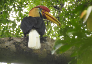 Knobbed Hornbill