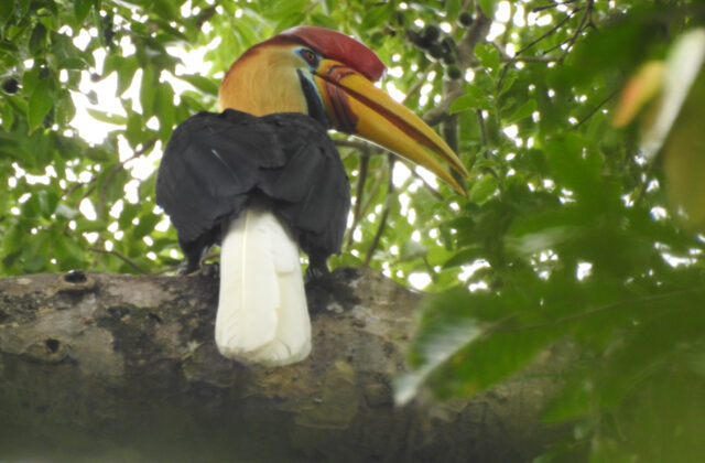 Knobbed Hornbill