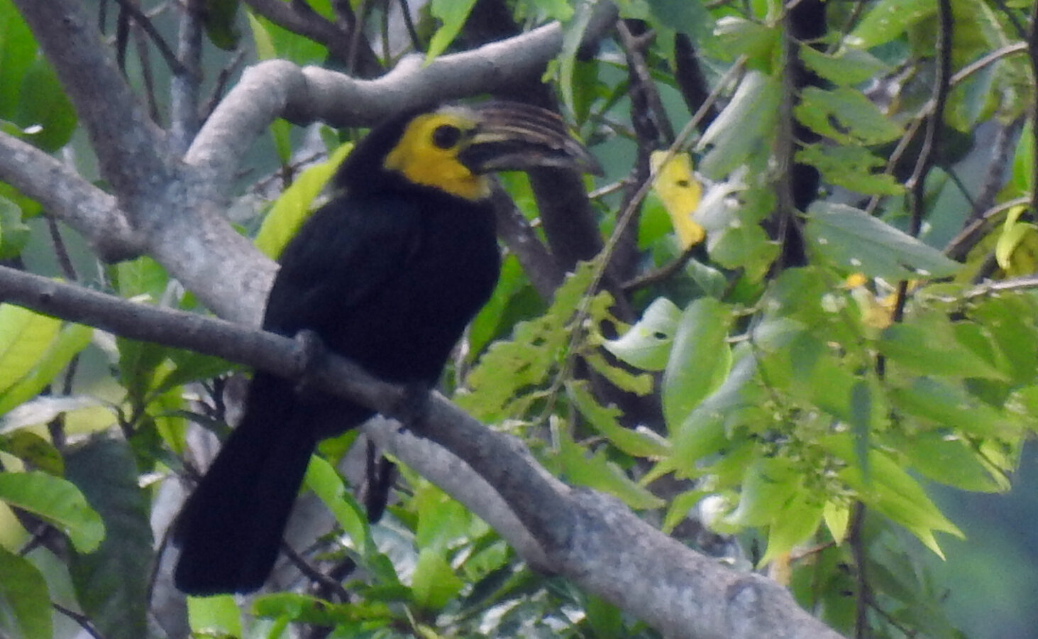 Sulawesi Hornbill