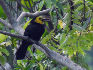 Sulawesi Hornbill