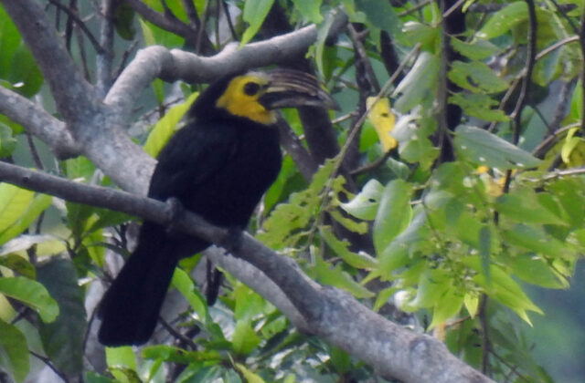 Sulawesi Hornbill