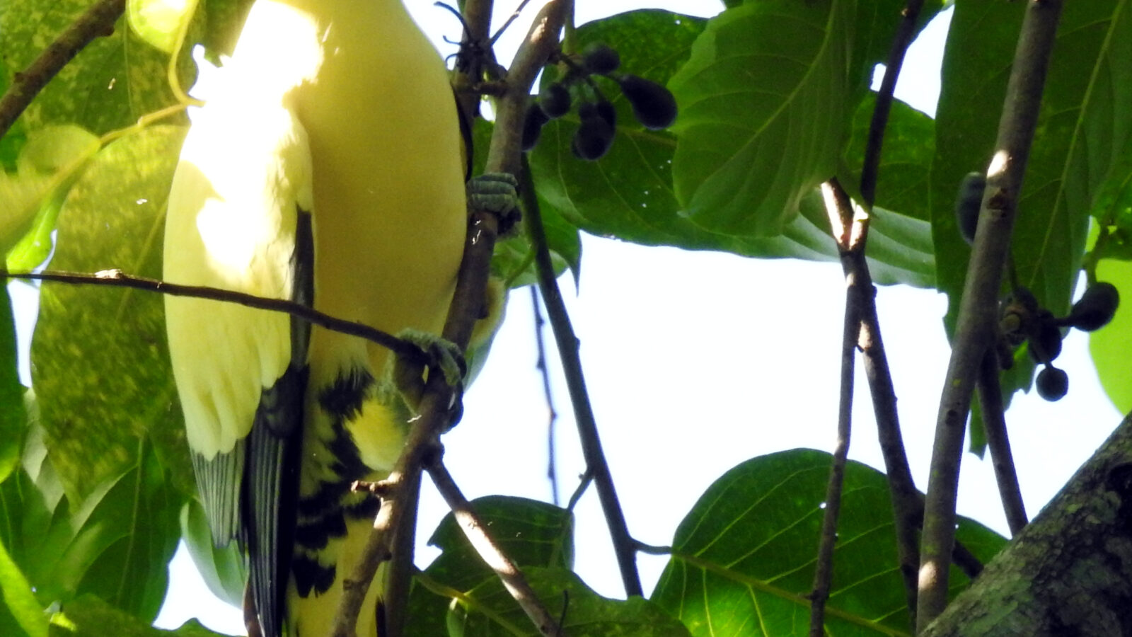 Silver-tipped Imperial Pigeon