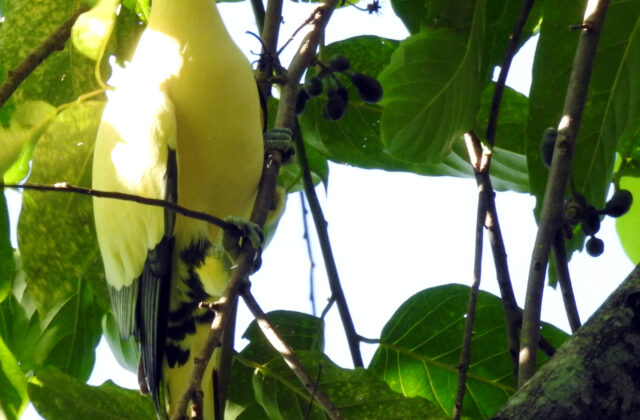 Silver-tipped Imperial Pigeon