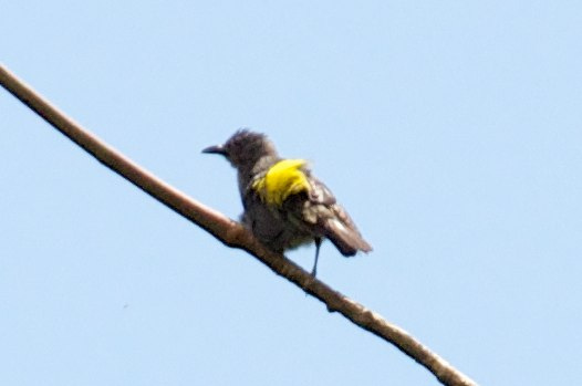 Sulphur-rumped Tanager