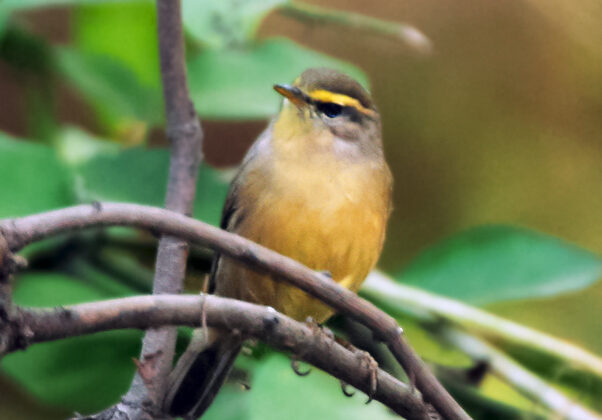 Sulphur-bellied Warbler