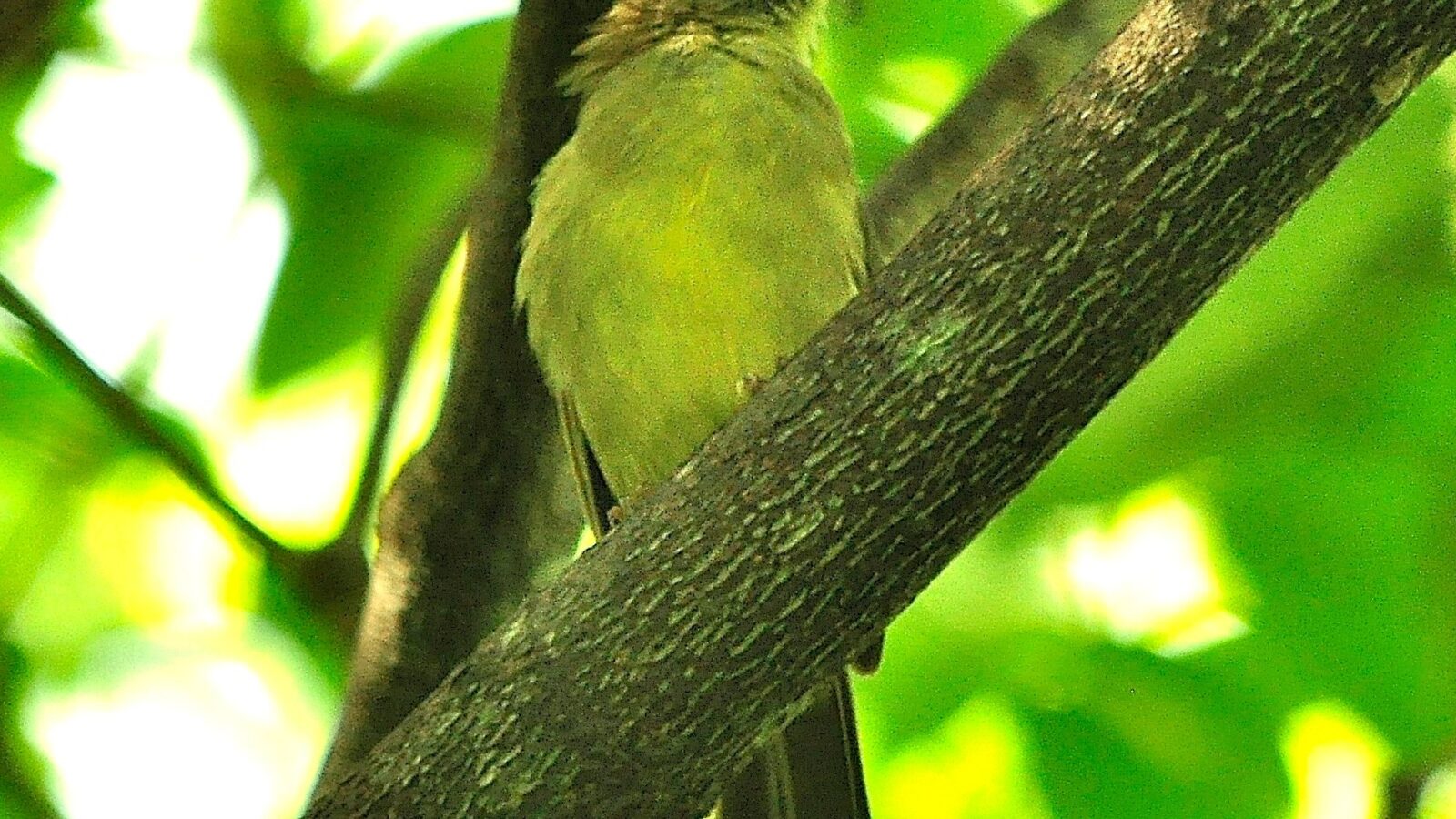 Sulphur-bellied Bulbul