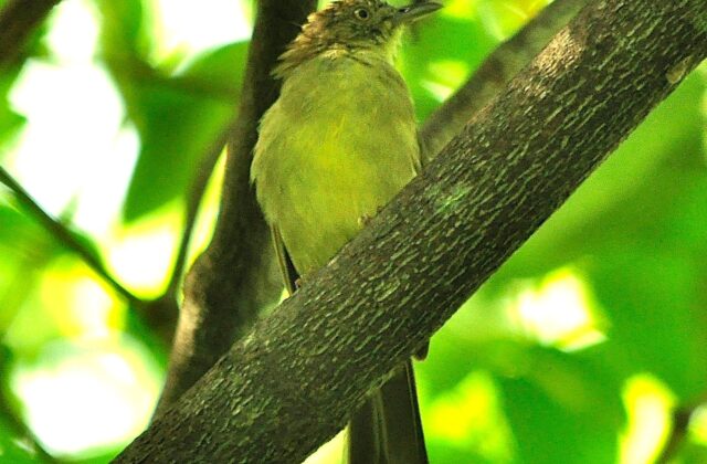 Sulphur-bellied Bulbul