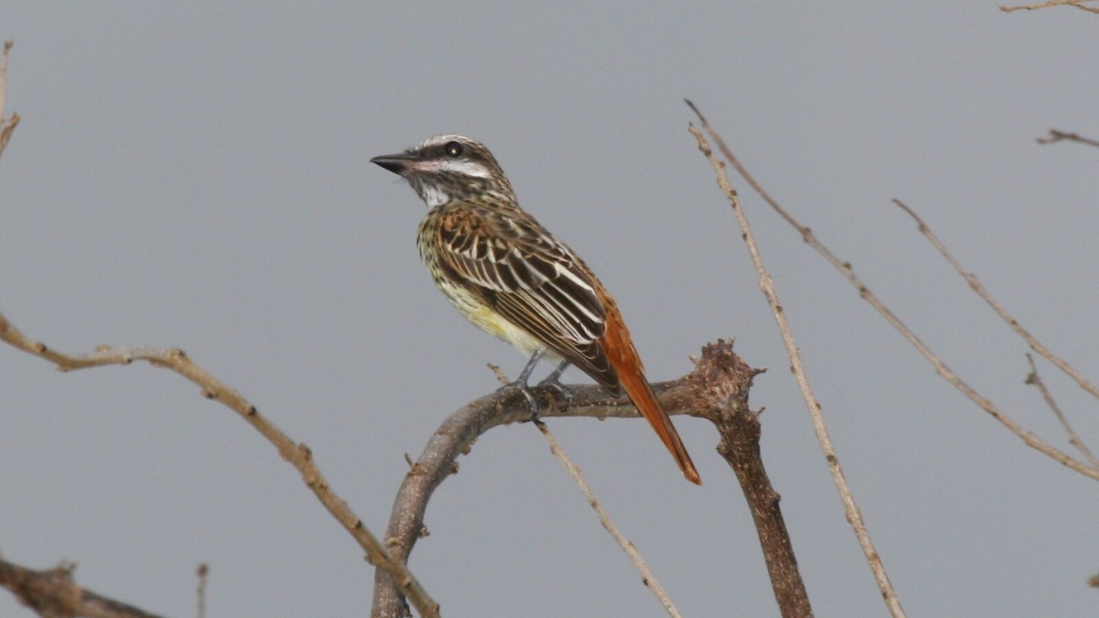 Sulphur-bellied Flycatcher