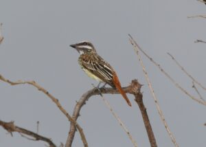Sulphur-bellied Flycatcher