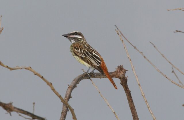 Sulphur-bellied Flycatcher