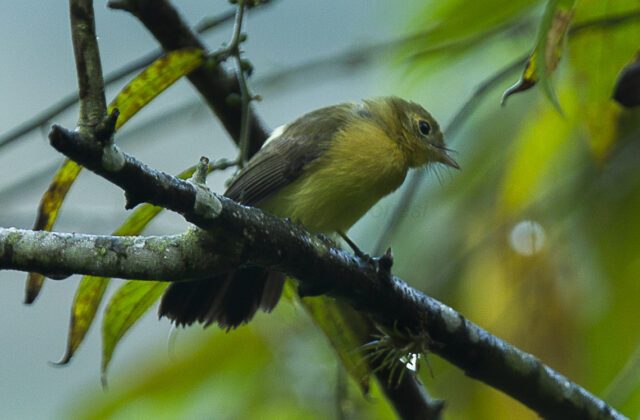 Sulphur-rumped Myiobius
