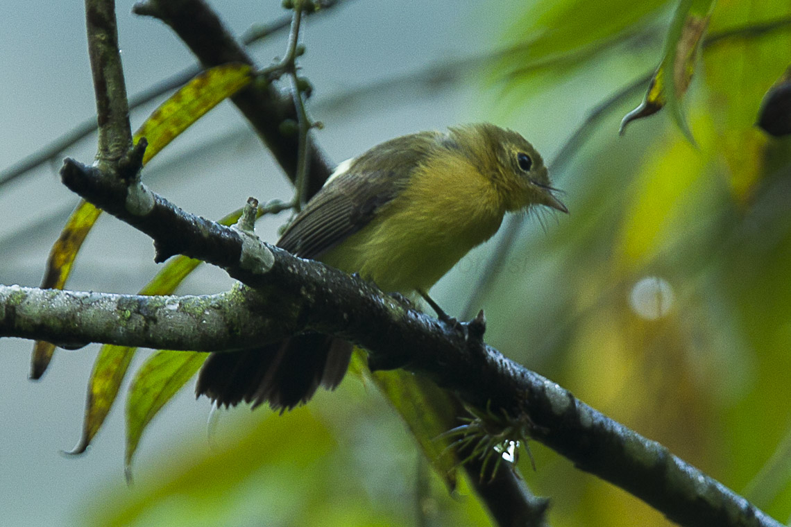 Sulphur-rumped Myiobius