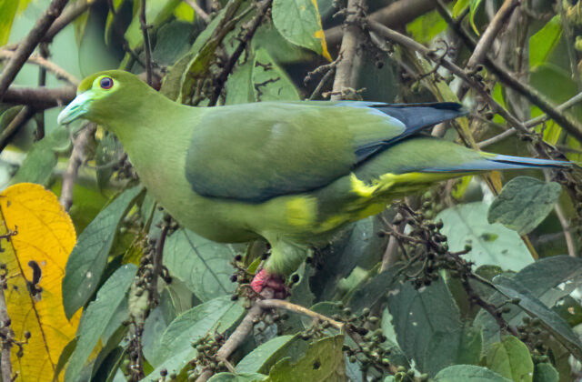 Sumatran Green Pigeon