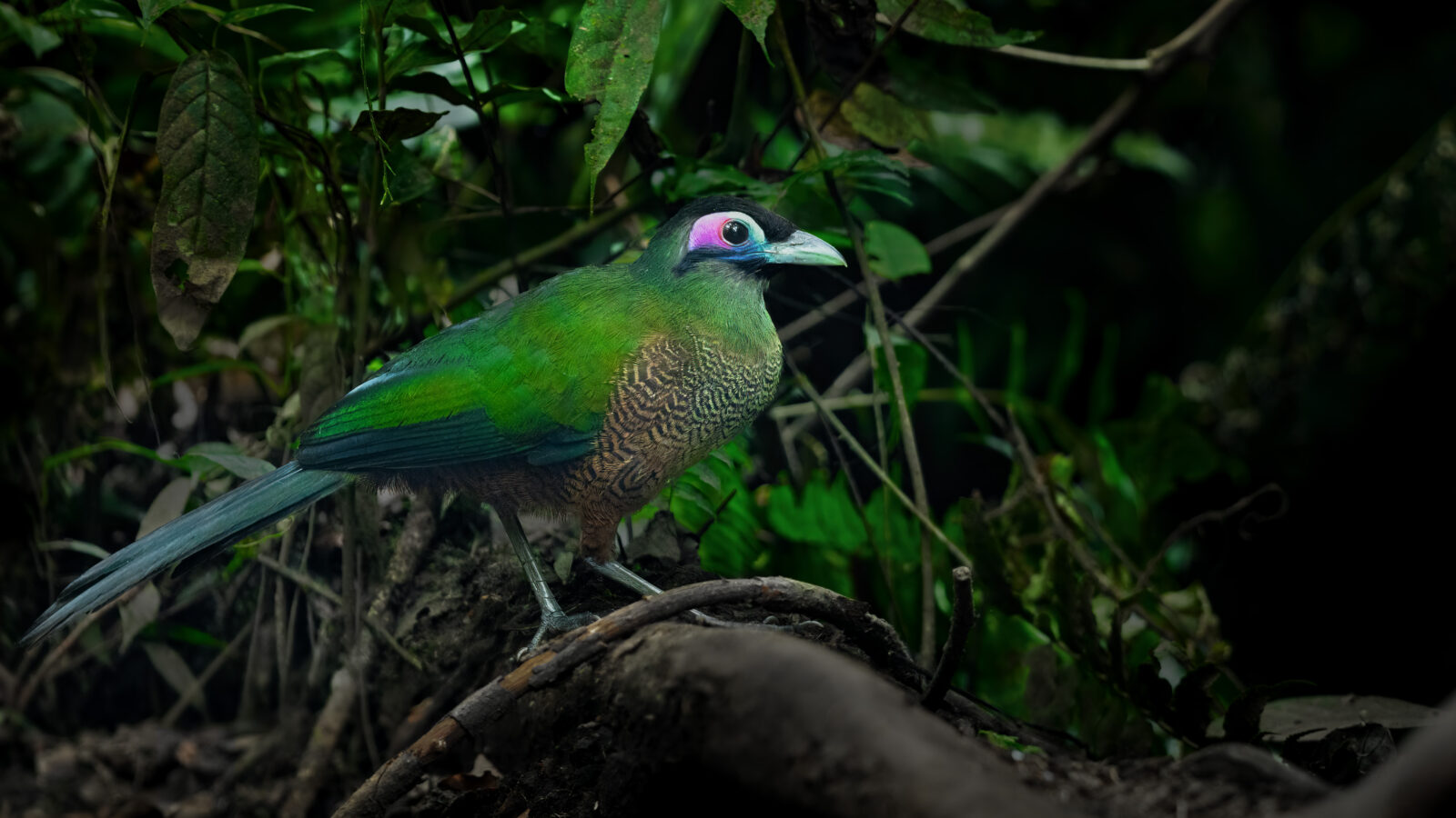 Sumatran Ground Cuckoo