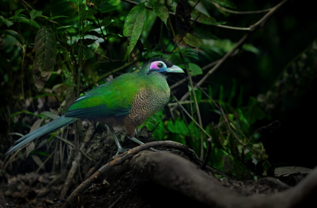 Sumatran Ground Cuckoo