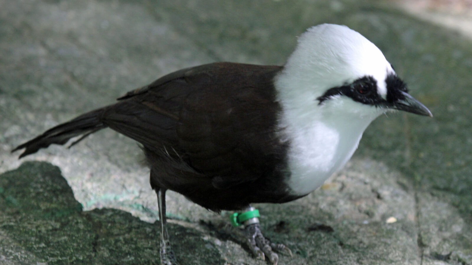 Sumatran Laughingthrush