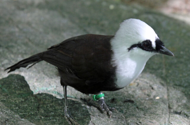 Sumatran Laughingthrush
